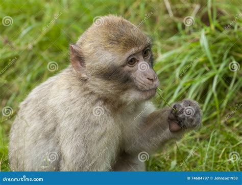 Barbary Macaques. stock image. Image of babies, barbary - 74684797