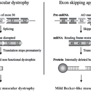 Figure. Figure of exon skipping gene therapy arranged from that... | Download Scientific Diagram