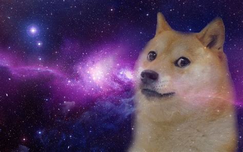 a doge is looking at the camera with stars in the background