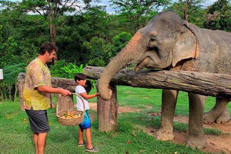 Thai elephant - your guide to the best Khao Sok elephant sanctuary