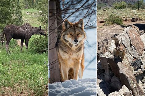 Colorado Wildlife: Wildlife You Have Recently Spotted in Colorado