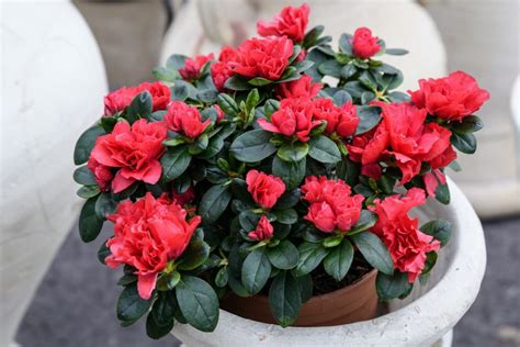 Horticulturist Colin Skelly Shares 12 Evergreen Shrubs That Are Perfect For Pots | Horticulture ...