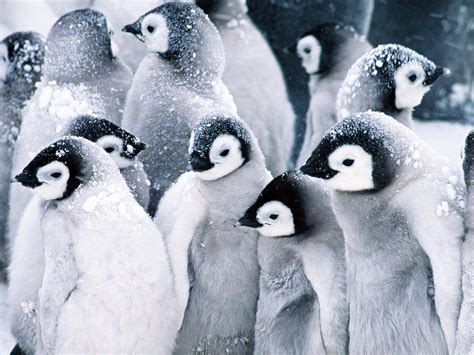 Penguin Wallpapers - Wallpaper Cave