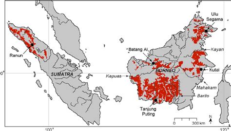 Orangutan long call study sites (dots) on Sumatra and Borneo, with ...