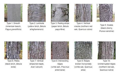 Tree bark identification - good to know when identifying mushrooms that grow on trees. | Oak ...