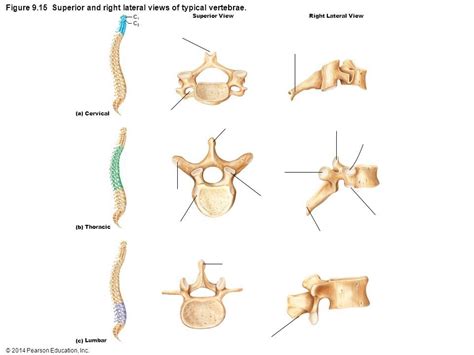 Cervical, Thoracic, Lumbar Vertebrae Diagram | Quizlet