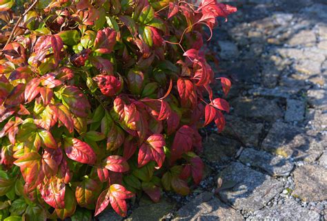 How to Grow and Care for Firepower Nandina