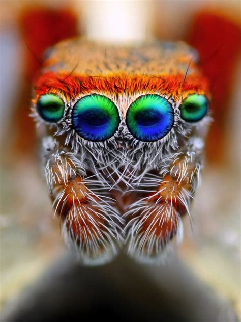 Jumping Spider Eyes Macro stock image. Image of eyes - 26956217