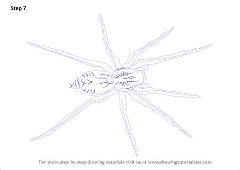 How to Draw a Wolf Spider (Arachnids) Step by Step | DrawingTutorials101.com