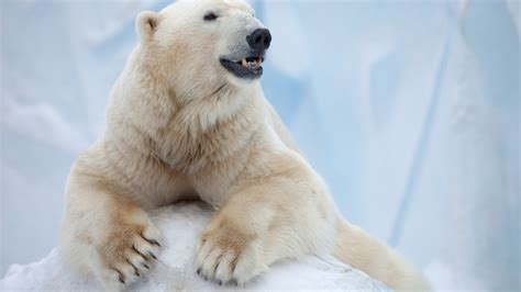 Polar Bear, Antarctica, bear HD Wallpaper