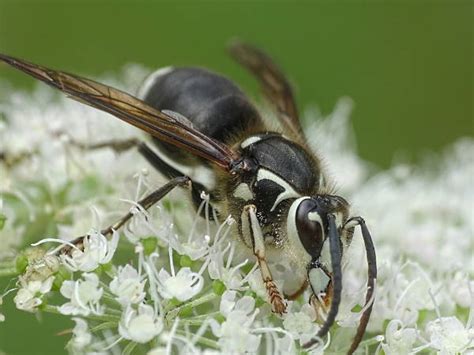 Texas Wasp And Hornet Identification