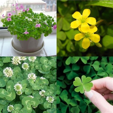 Types Of Clover Plants