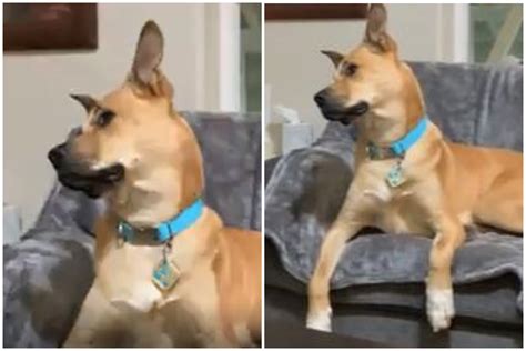 Internet Obsessed With Real-Life Scooby Doo Dog Going on 'Adventures ...