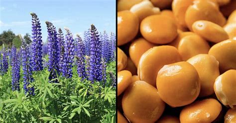 High Prevalence of Lupin Allergy Among Those With Peanut Allergies ...