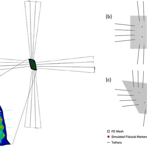 (a) The main components of the biaxial system are constructed and... | Download Scientific Diagram