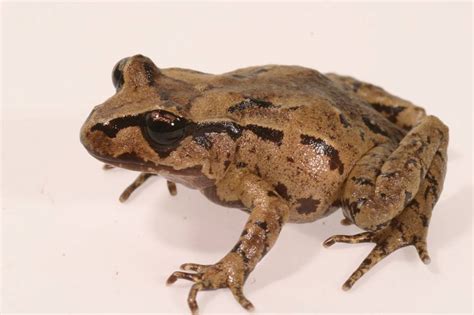 Frogs’s ears — Science Learning Hub