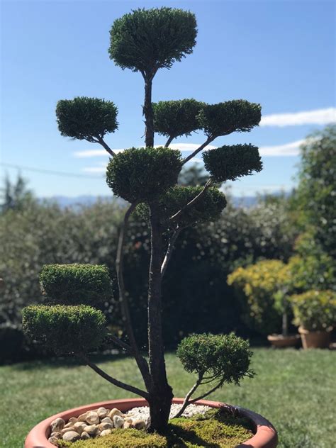 taille nuage – Osez Planter Ça Pousse