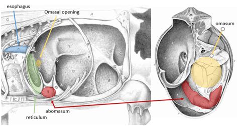 How to – Rumenotomy – Large Animal Surgery – Supplemental Notes