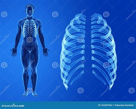 Las costillas humanas stock de ilustración. Ilustración de rendido - 162287964