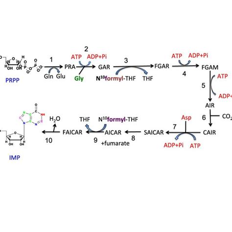 Purine biosynthesis: synthesis of IMP. Various atoms of the purine ring ...