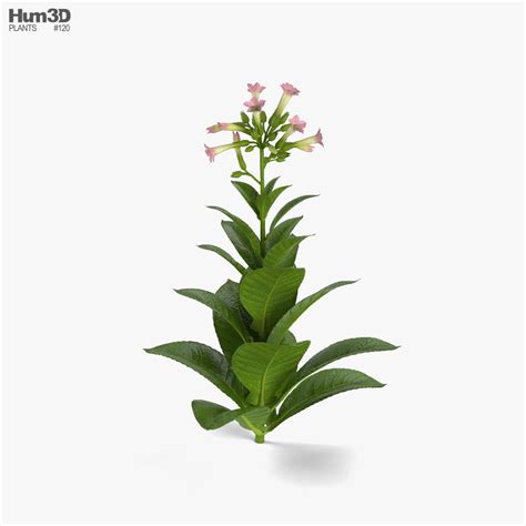 Tobacco Plant 3D model - Plants on Hum3D