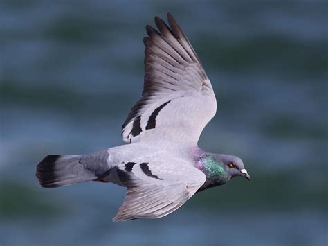 Rock Pigeon | Celebrate Urban Birds