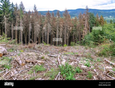 Forest, drought, forest dieback, Thuringian Forest Nature Park Stock Photo - Alamy