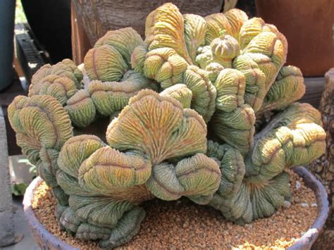 Euphorbia obesa 'Cristata' - World of Succulents