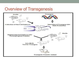 Transgenesis methods and applications | PPT