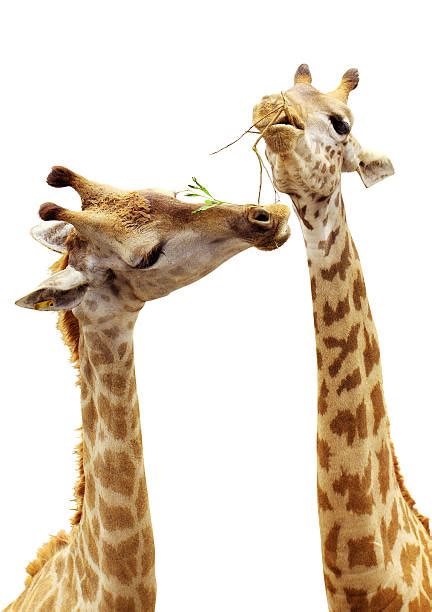 Best Giraffe Silhouette Stock Photos, Pictures & Royalty-Free Images ...