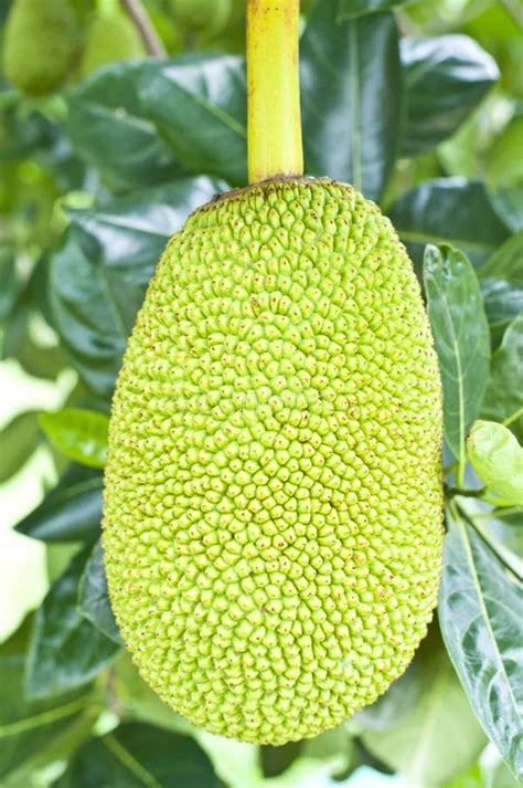 Green Jackfruit Royalty Free Stock Photos - Image: 26433098