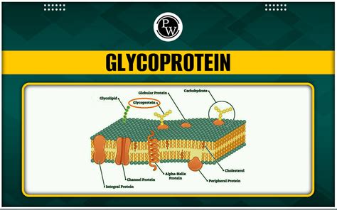 Glycoprotein - Structure, Functions, Examples, Glycolipids