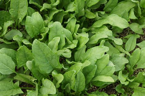 Choosing the Right Spinach Plant Varieties for Your Growing Zone ...