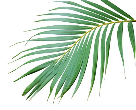 Tropical Palm Png Tropical Palm Leaf Png Free Transparent Png Images ...