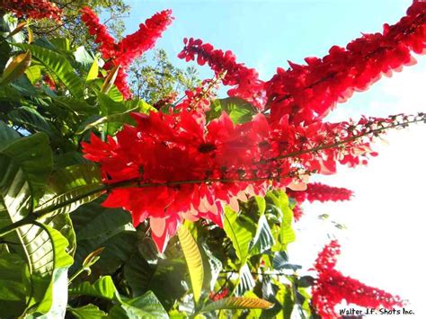 Trinidad's National Flower Chaconia