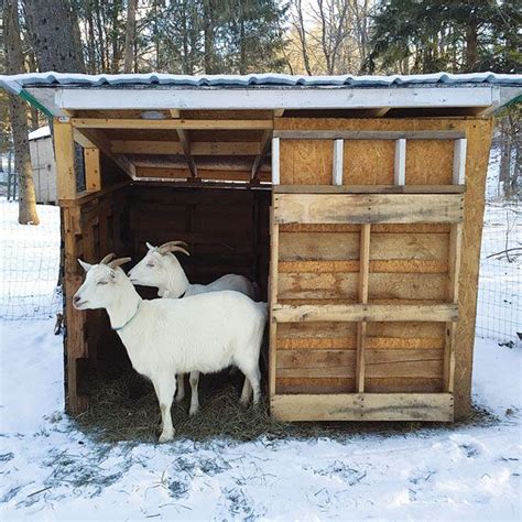 8 DIY Goat Shelter Plans You Can Build Today - The Saw Guy