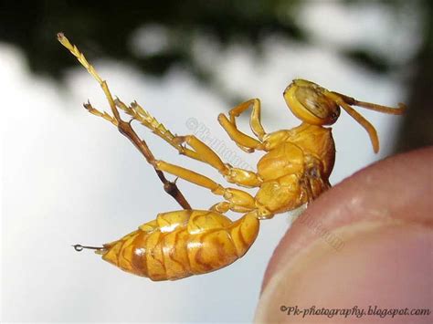 Yellow Paper Wasps | Nature, Cultural, and Travel Photography Blog