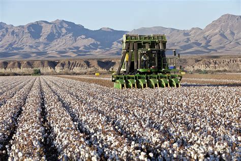 John Deere Cotton Pickers Harvesting Photograph by Inga Spence