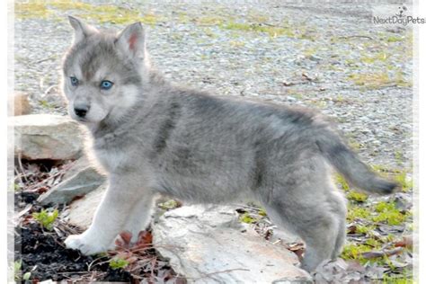 Agouti: Wolf Hybrid puppy for sale near Las Vegas, Nevada | b313161f-7e11