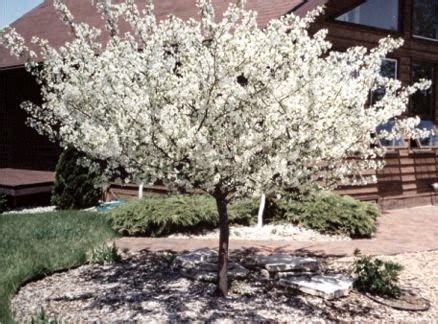 Flower Image Gallery: Flowering Crabapple Tree Pruning