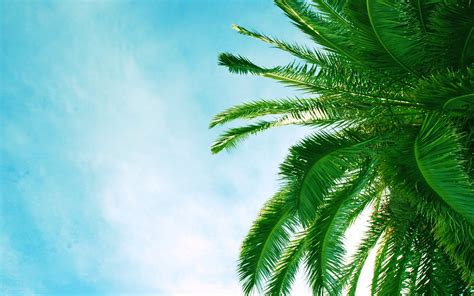 Palm Tree Full HD Wallpaper and Background Image | 2560x1600 | ID:422710