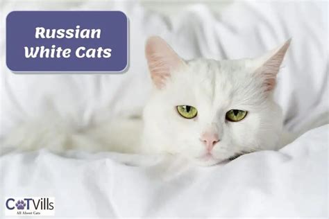 Russian White Cats: The Majestic Felines With a Rich History