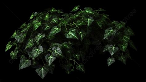 Green Vines Against The Black Background, 3d Illustration Of Ivy Plant Isolated On Black ...