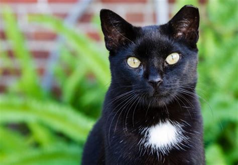 A black cat with striking yellow eyes. | ANIMAL VOGUE