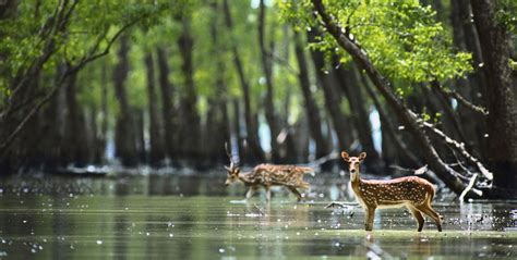 Your personal guide recommends a tour of the Sundarbans (Bangladesh ...