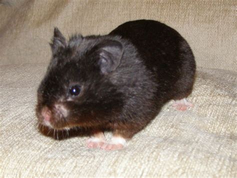 Black Hamster - lady macbeth quotes ambition