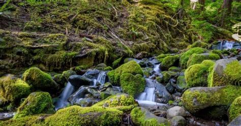 6 Most Stunning Waterfalls In Olympic National Park