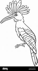 Hoopoe Art Cut Out Stock Images & Pictures  Alamy sketch template