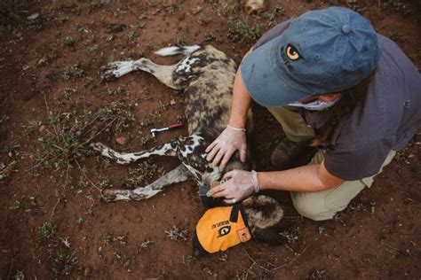 Endangered African Painted Dogs Collared to Help Monitor Vital ...