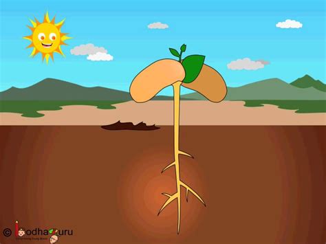 Growing Plants Animation - Okejely Garden Plant